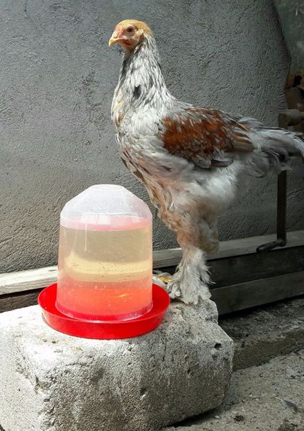  - a__Pui si tineret brahma 2017