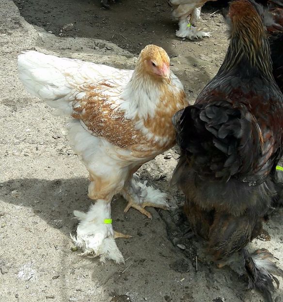  - a__Pui si tineret brahma 2017