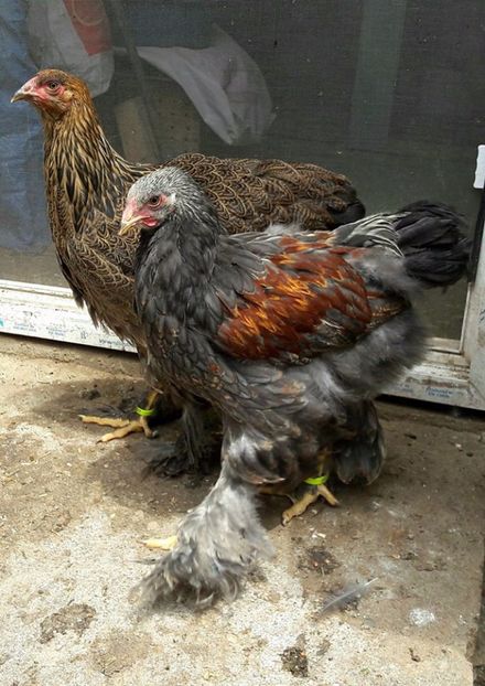  - a__Pui si tineret brahma 2017