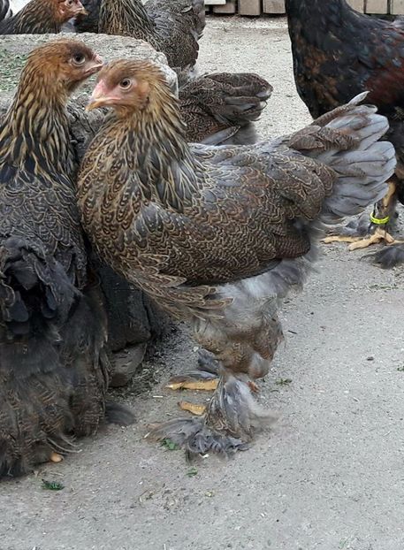  - a__Pui si tineret brahma 2017