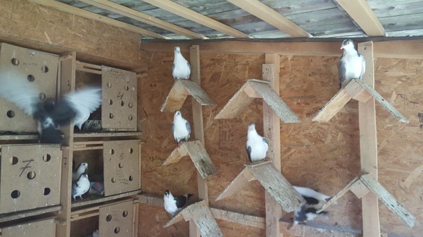  - 1861 Paul Stefanov