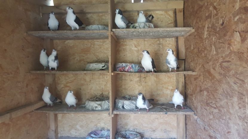  - 1861 Paul Stefanov