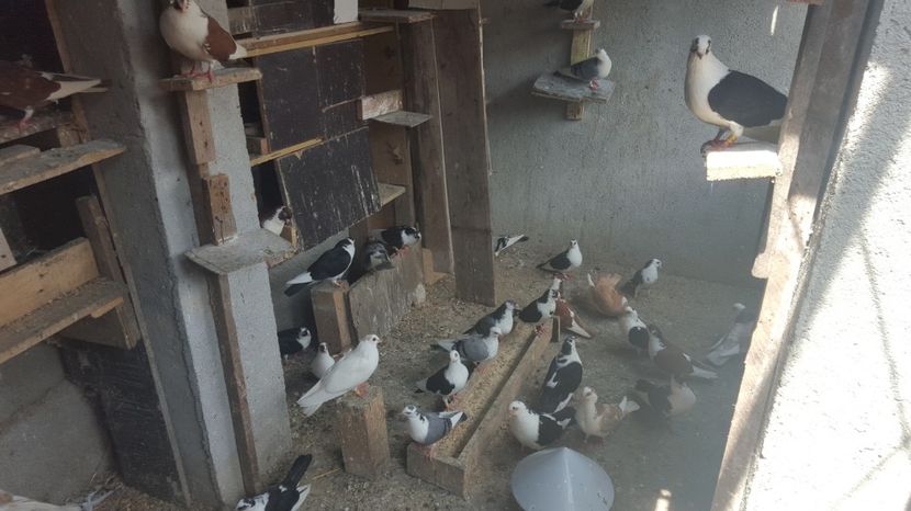  - 1892 Flavius Cosarca