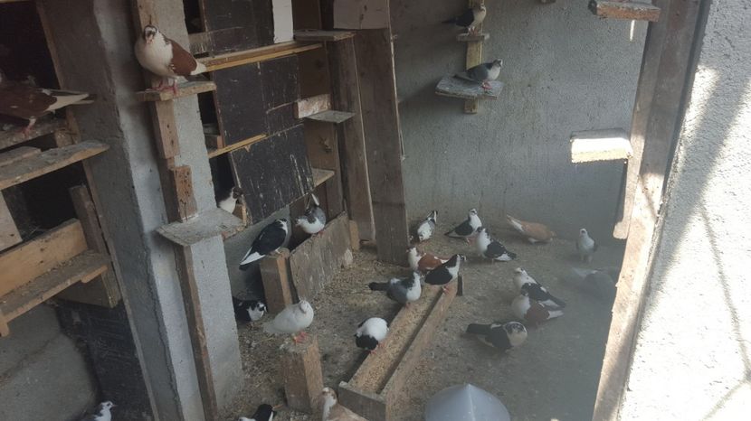  - 1892 Flavius Cosarca