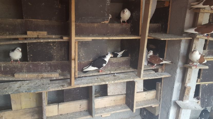  - 1892 Flavius Cosarca