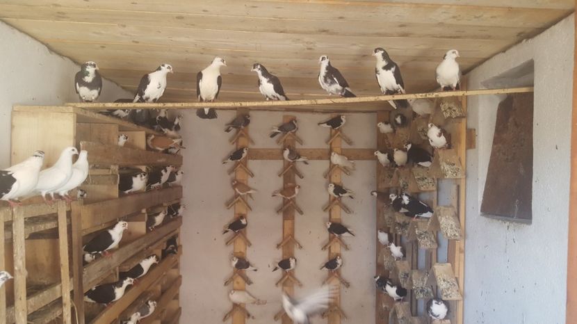  - 1895 Alexandru Joacabine