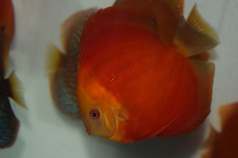  - Golden sun merah