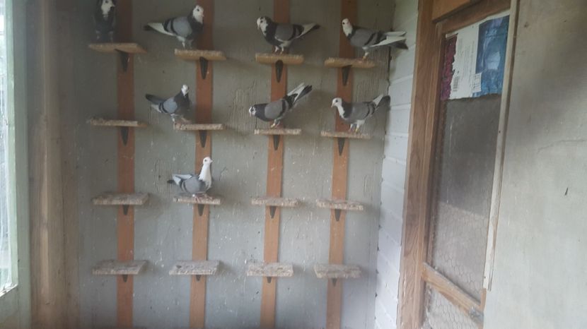  - 1897 Nicolae Trandafir