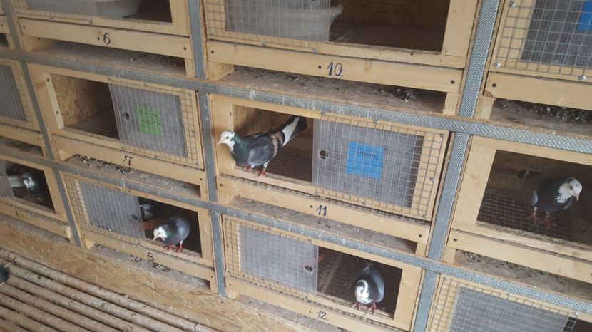  - 1898 Liviu Plavitu