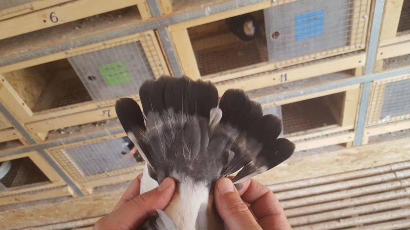  - 1898 Liviu Plavitu