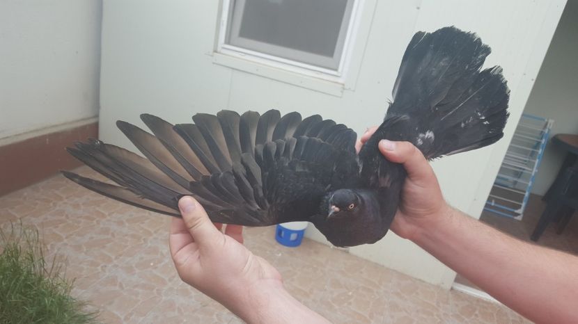  - 1899 Adrian Stanciu