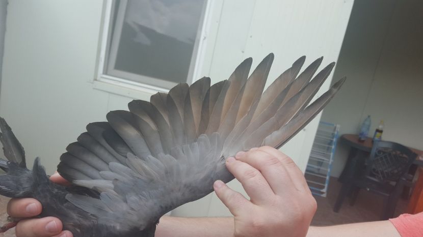  - 1899 Adrian Stanciu