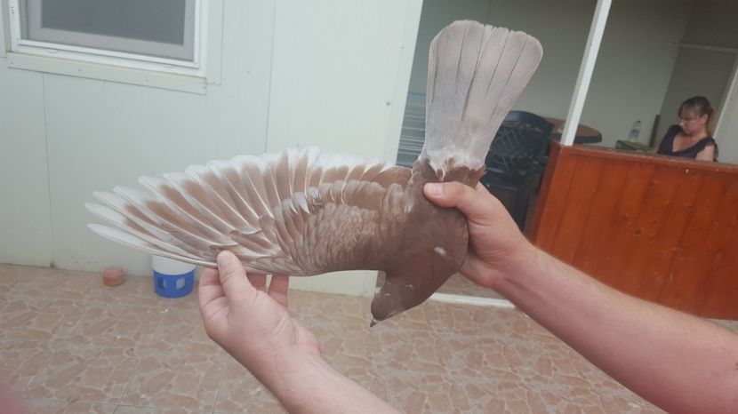  - 1899 Adrian Stanciu