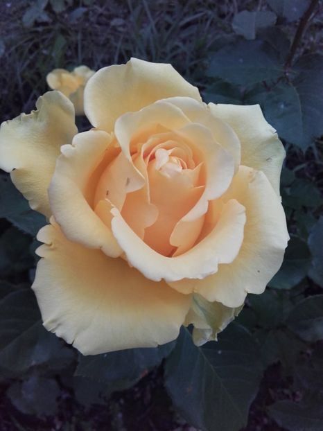  - 54-posibil Casanova