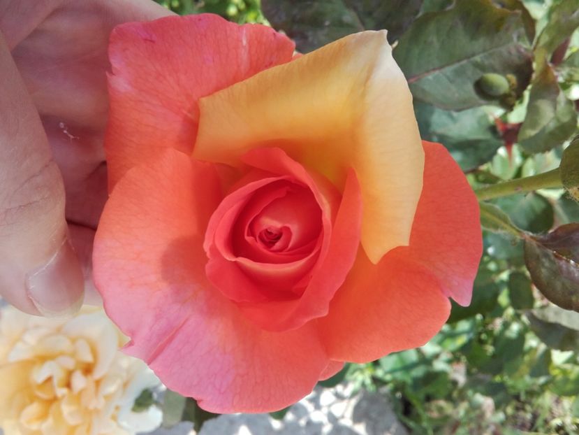  - 54-posibil Casanova