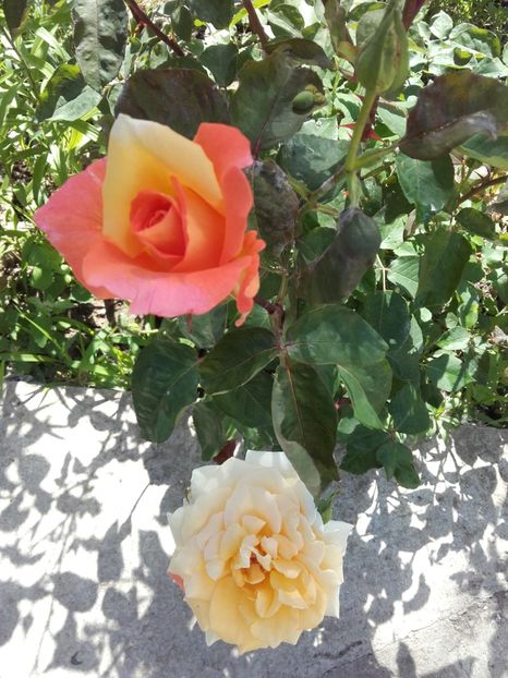  - 54-posibil Casanova