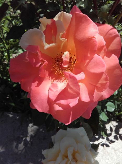  - 54-posibil Casanova