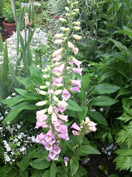  - 01-Flori din curtea mea 2017