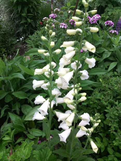  - 01-Flori din curtea mea 2017