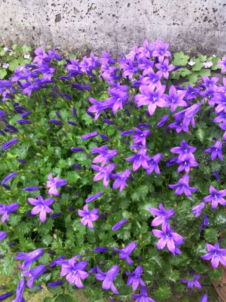  - 01-Flori din curtea mea 2017