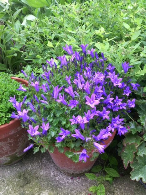  - 01-Flori din curtea mea 2017