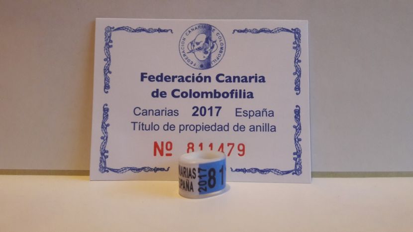 ESPANA 2017 CANARIAS FCC CIP - ESP - CANARIA