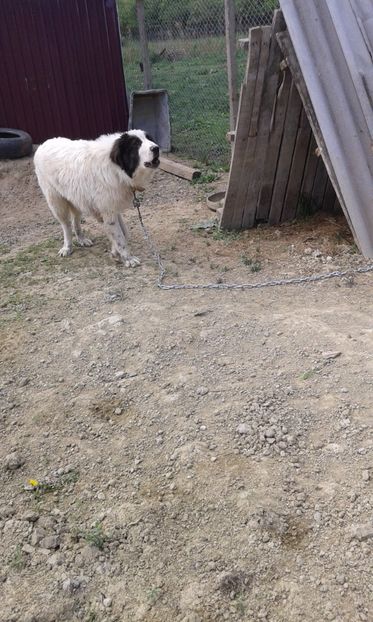  - C Paza gospodariei