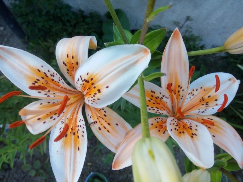 Orange electric - 0 - CRINI