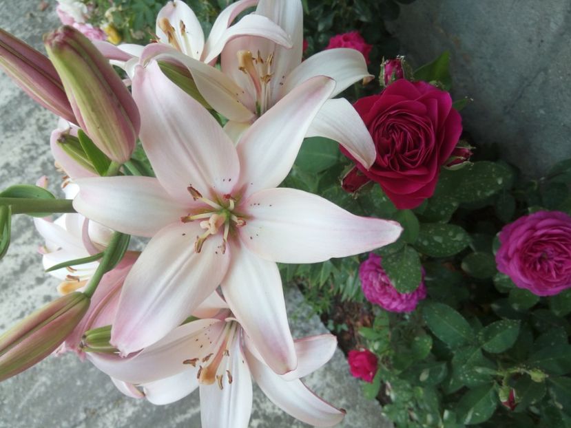 Lollypop - 0 - CRINI