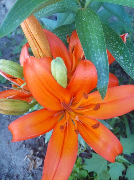 Orange ton - 0 - CRINI