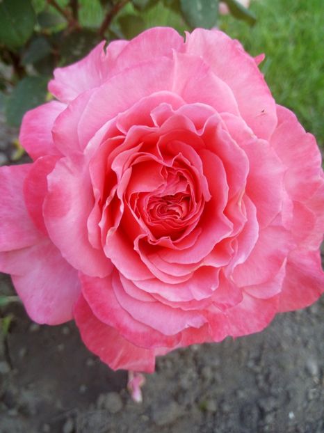 O nouă floare - Laurent Cabrol