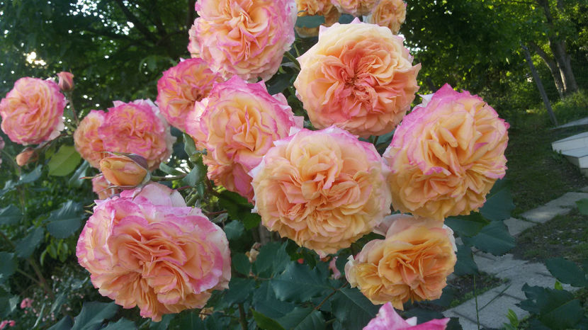 tmp_25517-20170606_192530-1256852623 - trandafiri 2017