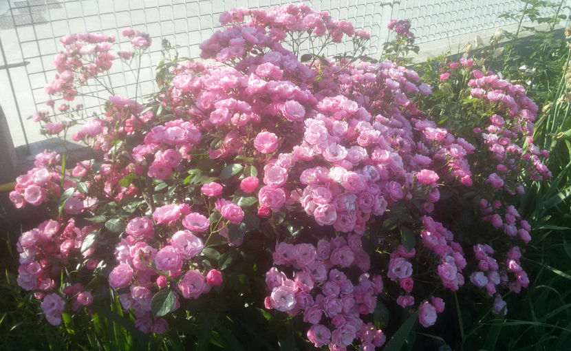 tmp_25517-20170604_081840-11852402792 - trandafiri 2017