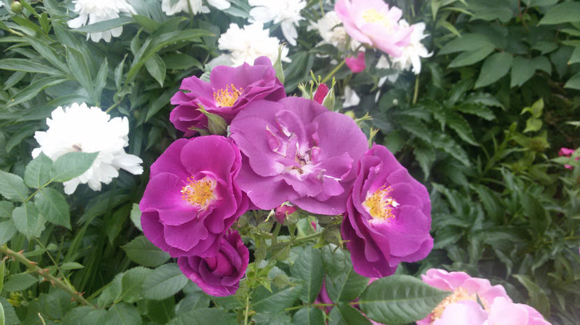 tmp_25517-20170605_131426633258590 - trandafiri 2017