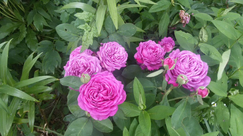 tmp_25517-20170605_1316431942777691 - trandafiri 2017