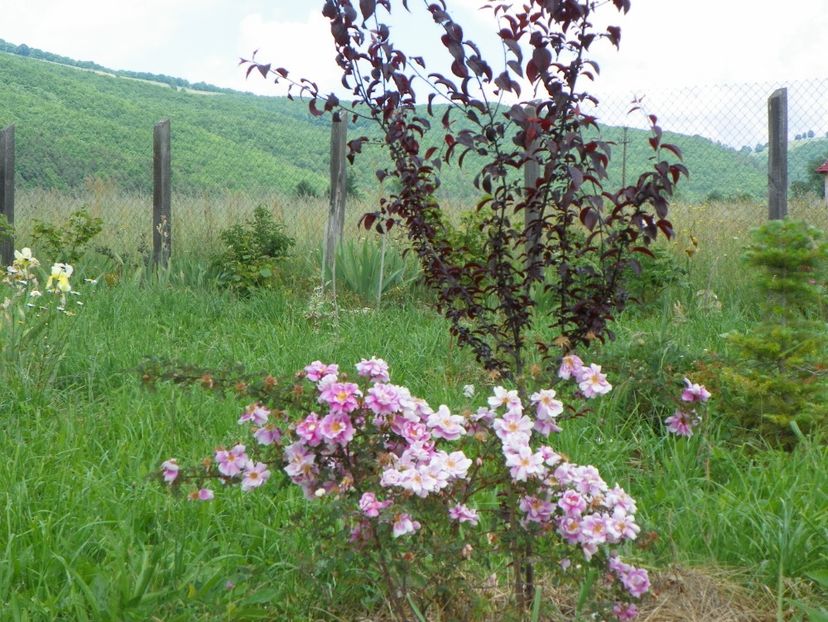 Burnet Irish Marbled si prunus cerasifera Nigra - z-Dobarland 2017
