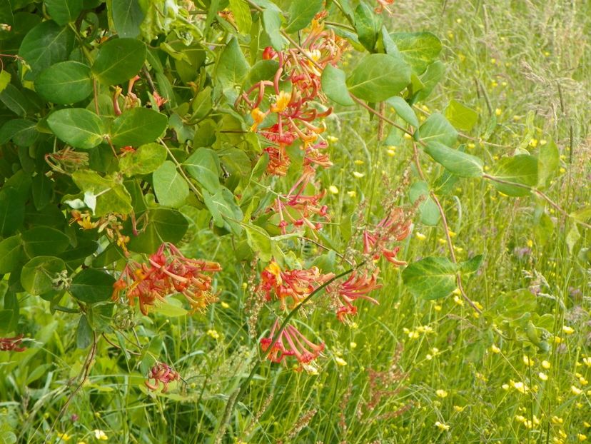 lonicera American Beauty - z-Dobarland 2017