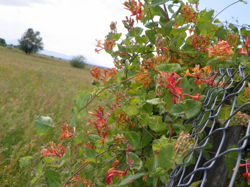 lonicera American Beauty - z-Dobarland 2017