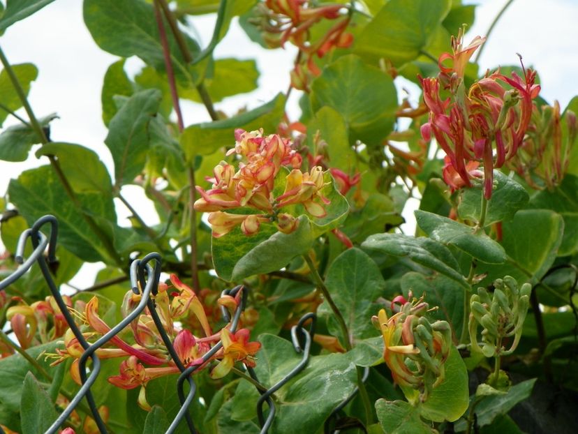 lonicera American Beauty - z-Dobarland 2017