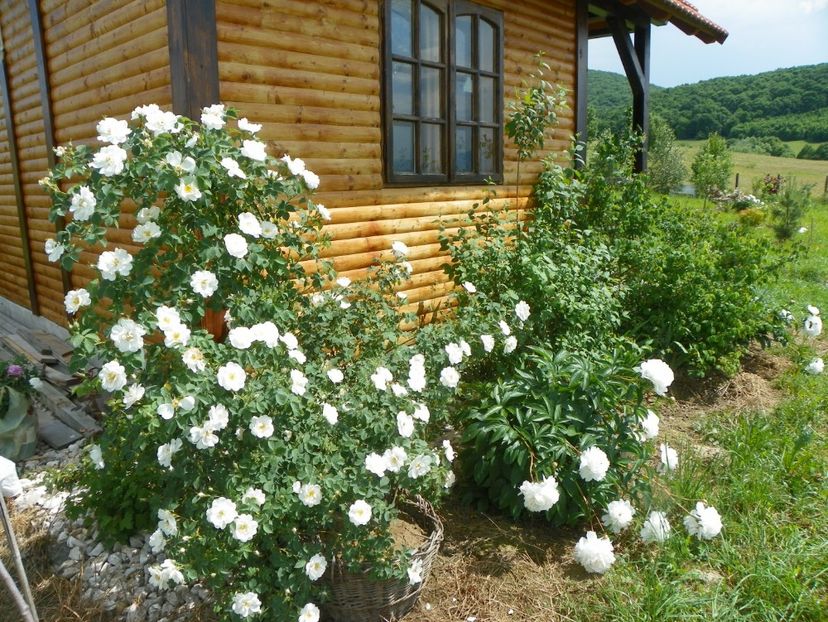 Alba Semiplena si Festiva Maxima - z-Dobarland 2017