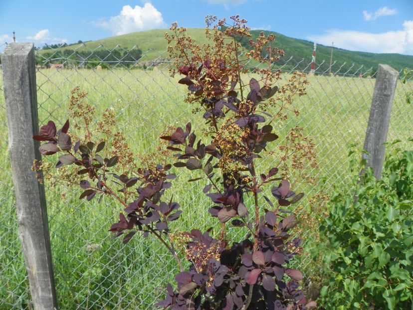 cotinus cogg. Royal Purple - z-Dobarland 2017