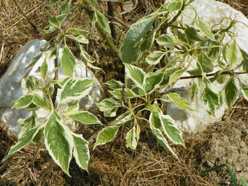 cornus controversa variegata - z-Dobarland 2017