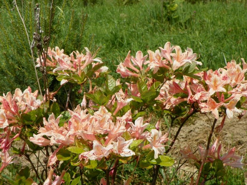 azalea Chanel - z-Dobarland 2017