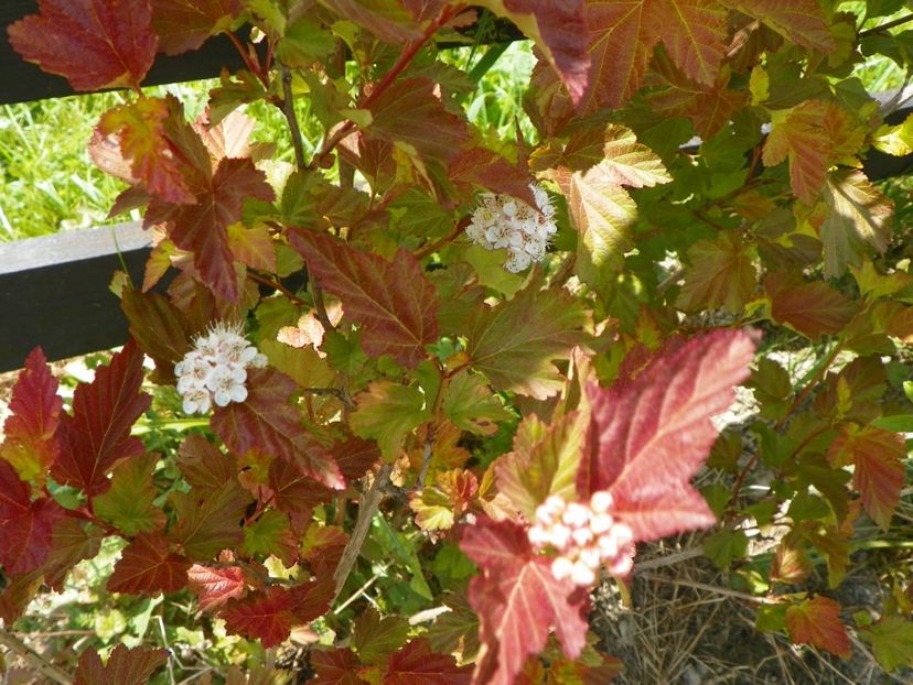 physocarpus Amber Jubilee - z-Dobarland 2017