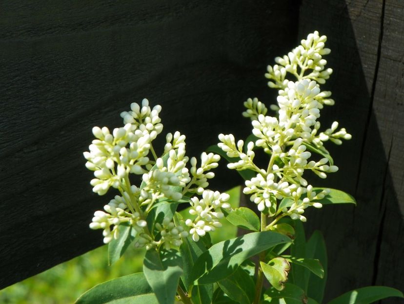 ligustrum ovalifolium - z-Dobarland 2017