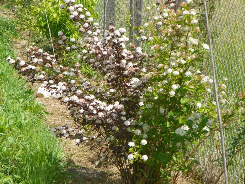 physocarpus Diabolo - z-Dobarland 2017