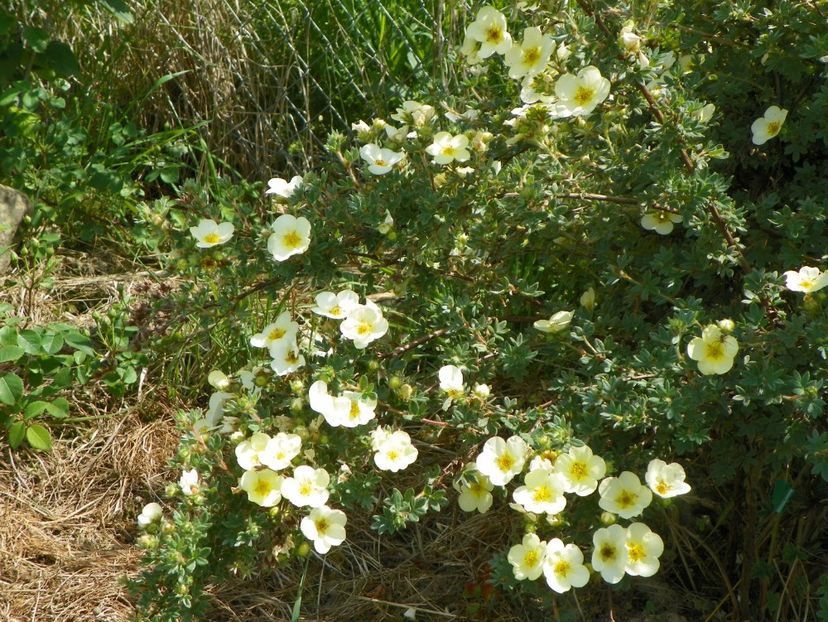 potentilla Primrose Beauty - z-Dobarland 2017