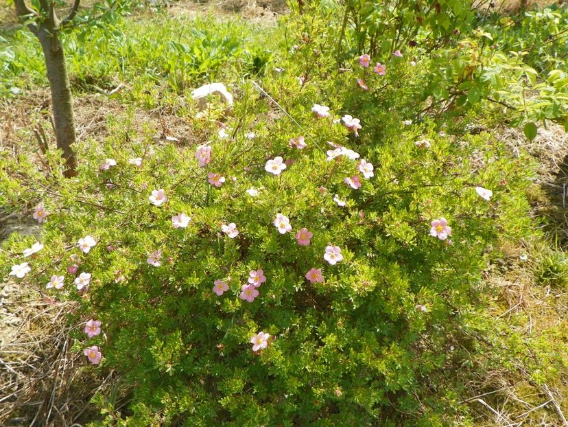 potentilla Lovely Pink - z-Dobarland 2017