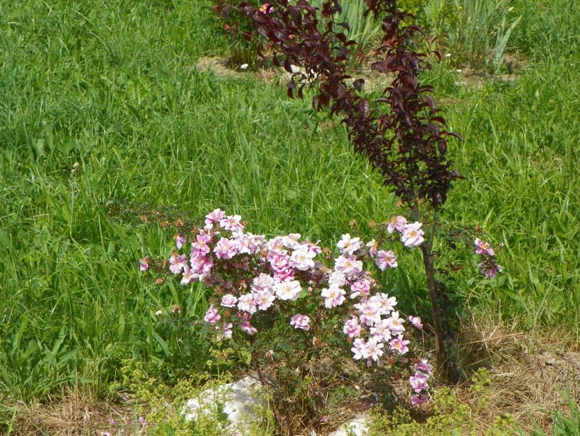 Burnet Irish Marbled si prunus cerasifera Nigra - z-Dobarland 2017