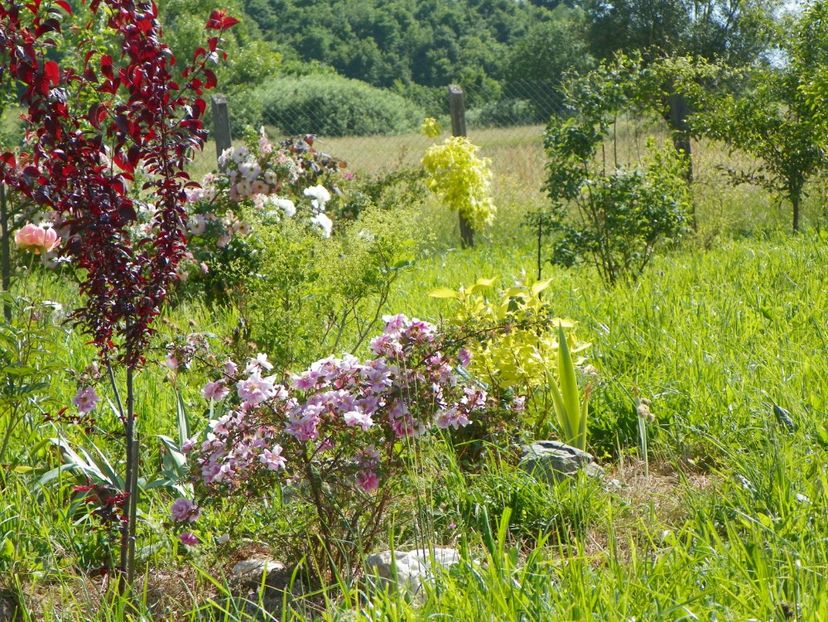 Burnet Irish Marbled si prunus cerasifera Nigra - z-Dobarland 2017
